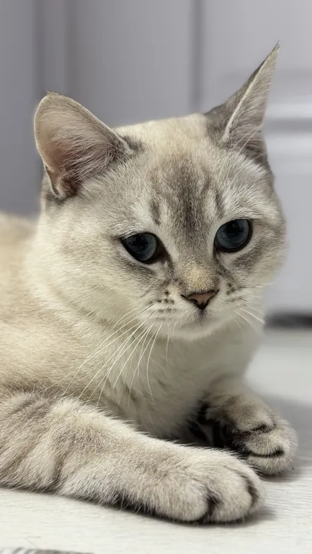 British Shorthair mushuk sotiladi — фото 1