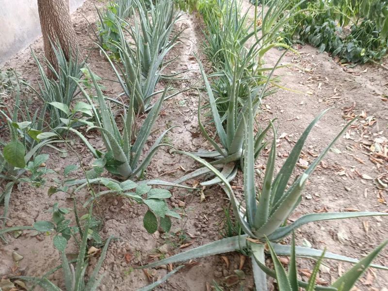 Aloe vera - Алоэ вера 2 Aloe vera - Алоэ вера 2