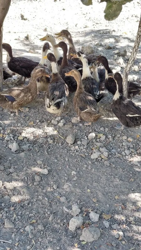 O'rdaklar sotiladi. 1 O'rdaklar sotiladi. 1