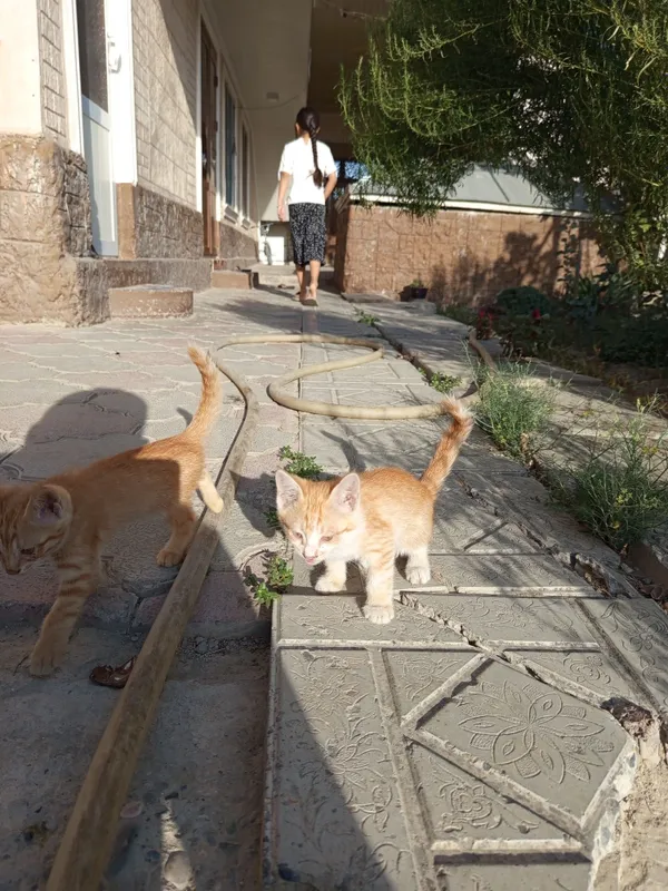 Кошка чистокровный мушук Кошка чистокровный мушук