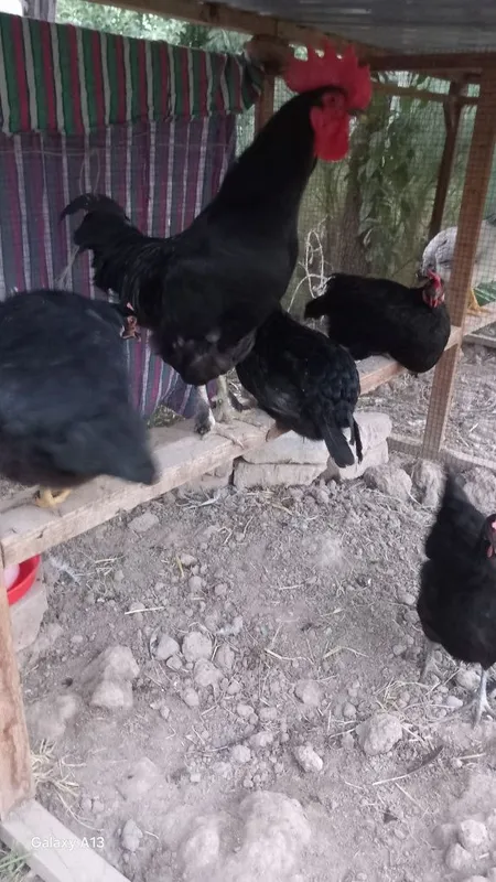 Andijon qora tovuqlari tuxum zakaz olamiz 3