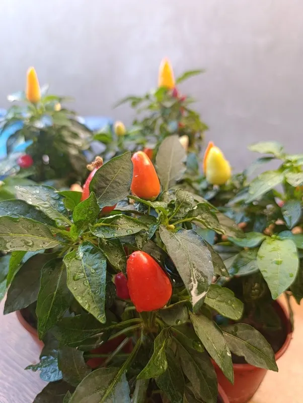 Продам декоративный острый перец в горшках (Капсикум) Отличный здоров 1