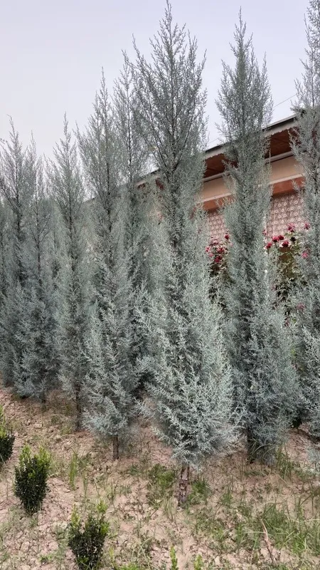 Sogʻlom koʻchatlar — фото 2