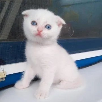 Продается котенок! — фото 3
