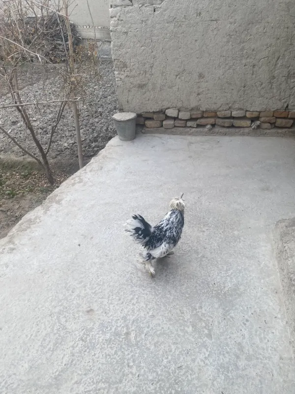Buxoro  G’ijduvon tuman 2