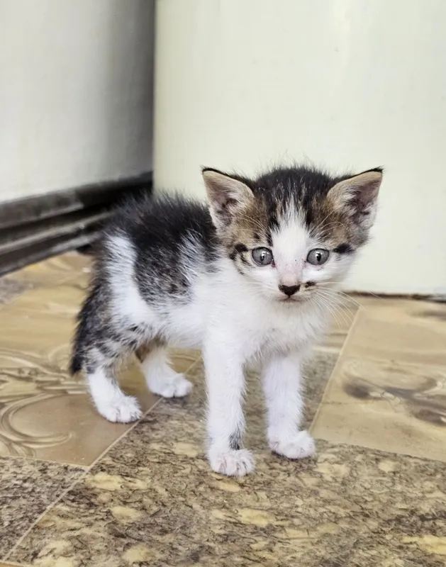 Милые котята , домашние! — фото 5