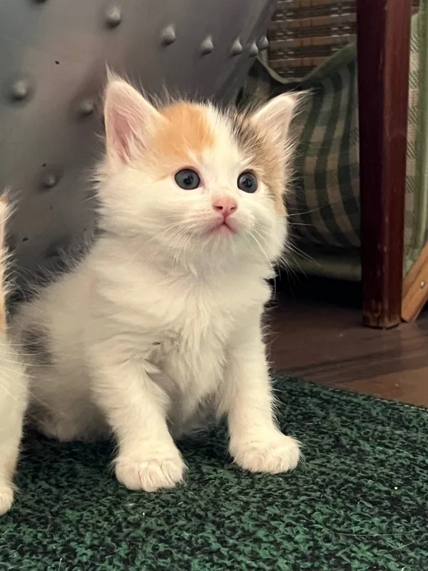отдам котят в добрые руки 1 отдам котят в добрые руки 1
