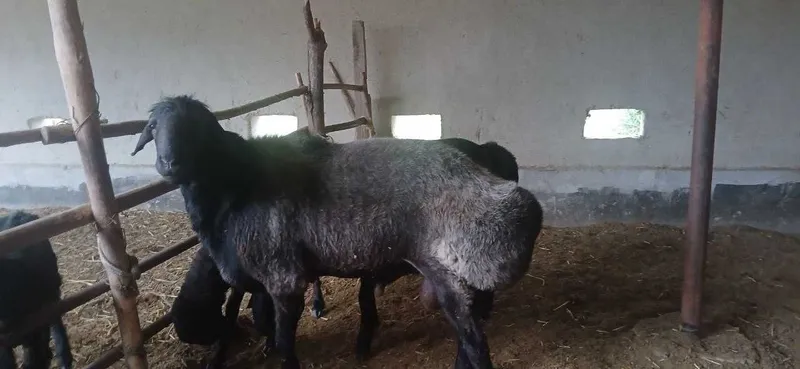 Баран кучкар казакский эдилбай