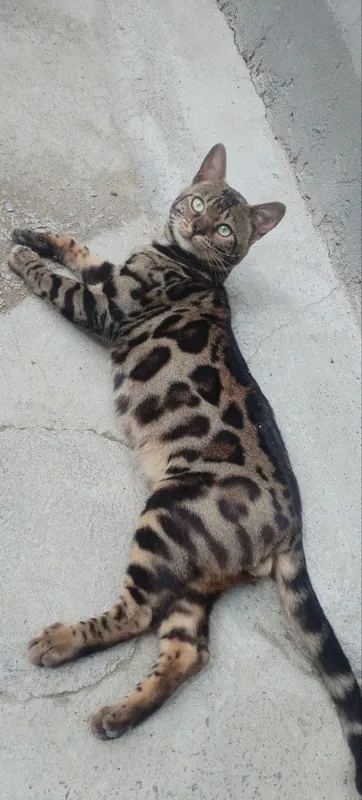 Bengal Mushuklar 1 Bengal Mushuklar 1