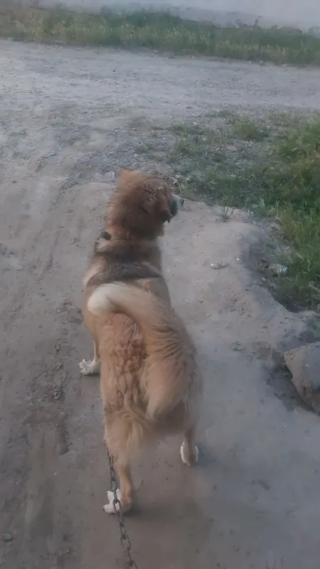 it sotiladi narxi arson 8oylik Hali 250kmin