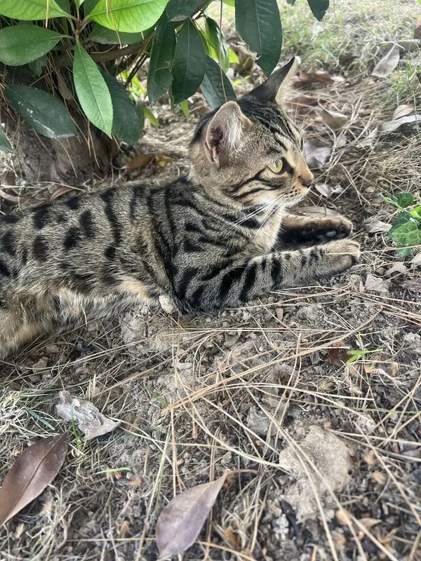 Бенгальская кошка — фото 4
