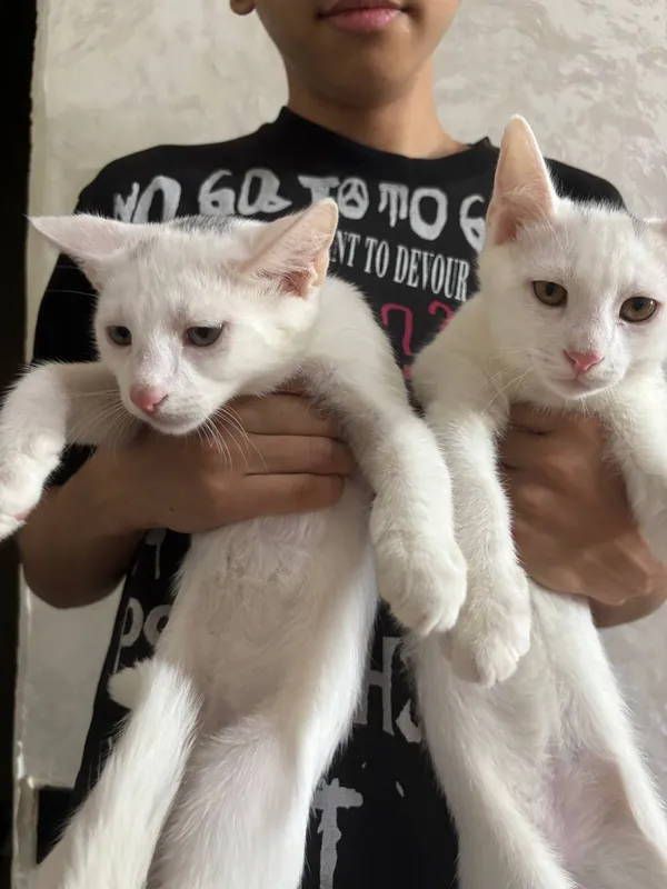 Котята в добрые руки 1