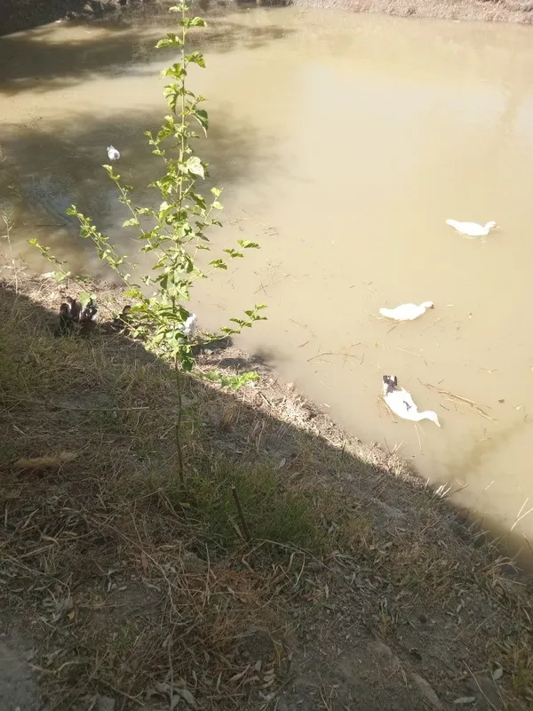 Inda utka ôrdak sotiladi 20 ta bor