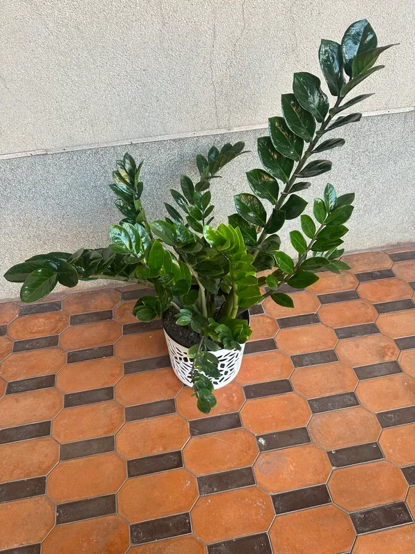 Zamiykulkasi 5 Zamiykulkasi 5