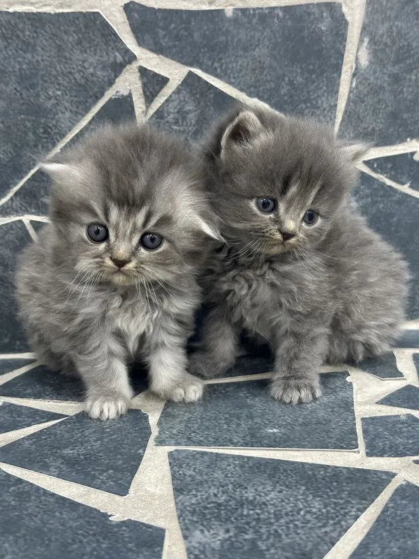 Продаются котятки — фото 2