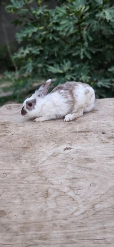 Quyonlar toza kasal emas 6 Quyonlar toza kasal emas 6