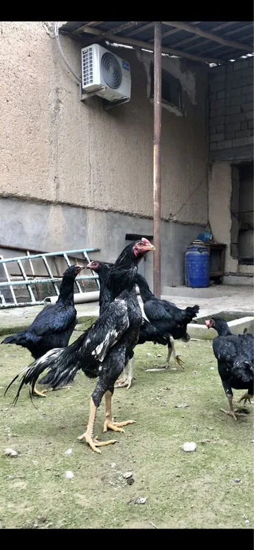 O shamo nemis jojala sotiladi 8