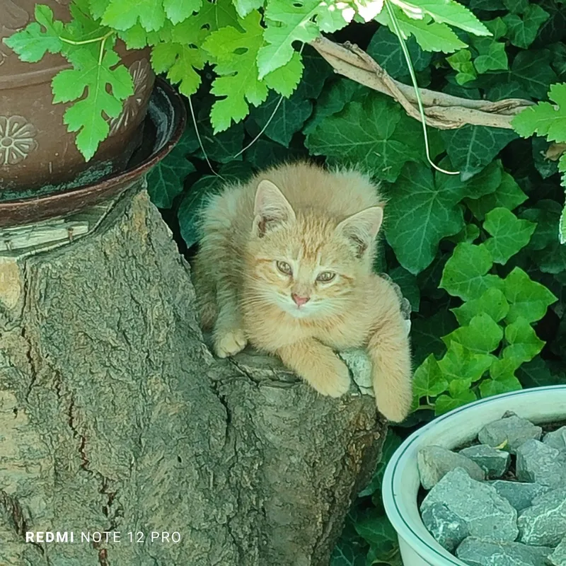Отдам котят в ответственные руки. — фото 1