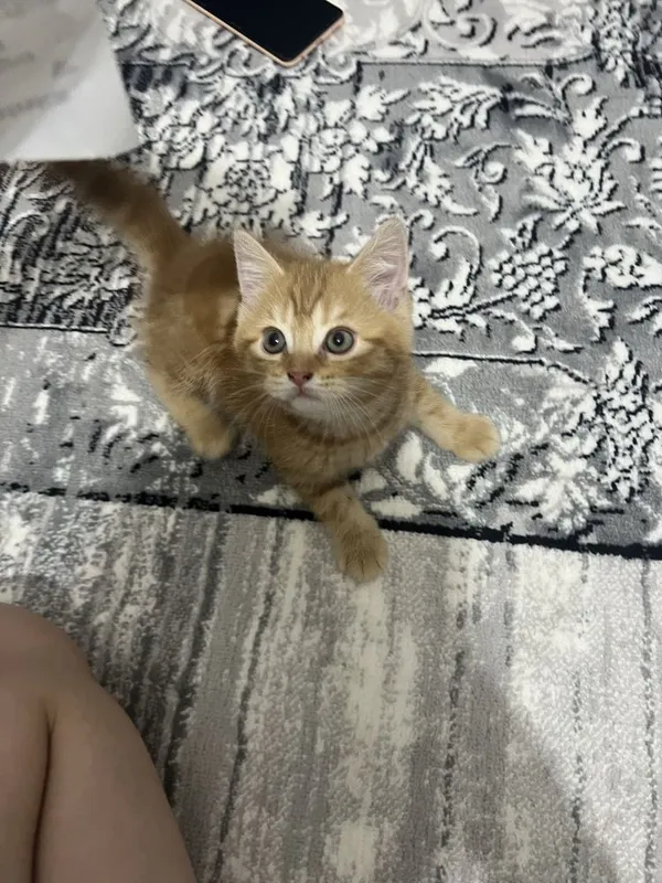 Кошки прадаётся 1.5 м 3