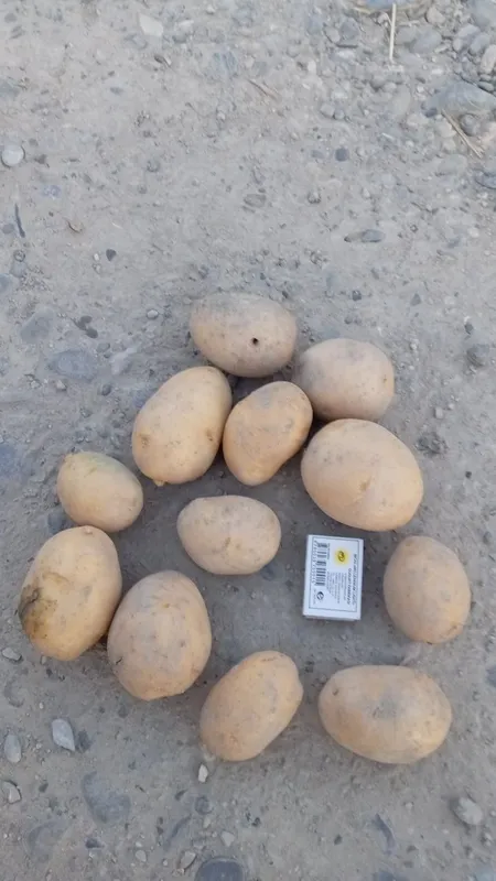 Kartoshka sotiladi 2