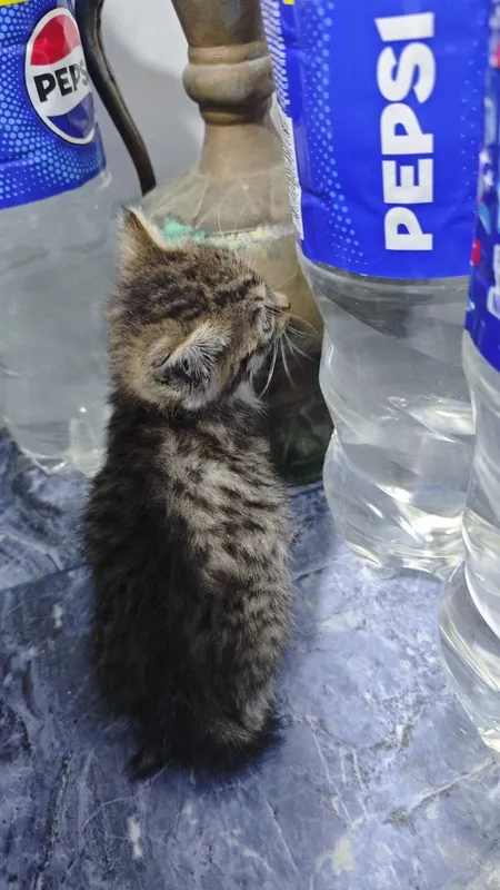 Котёнки в хорошие руки 1