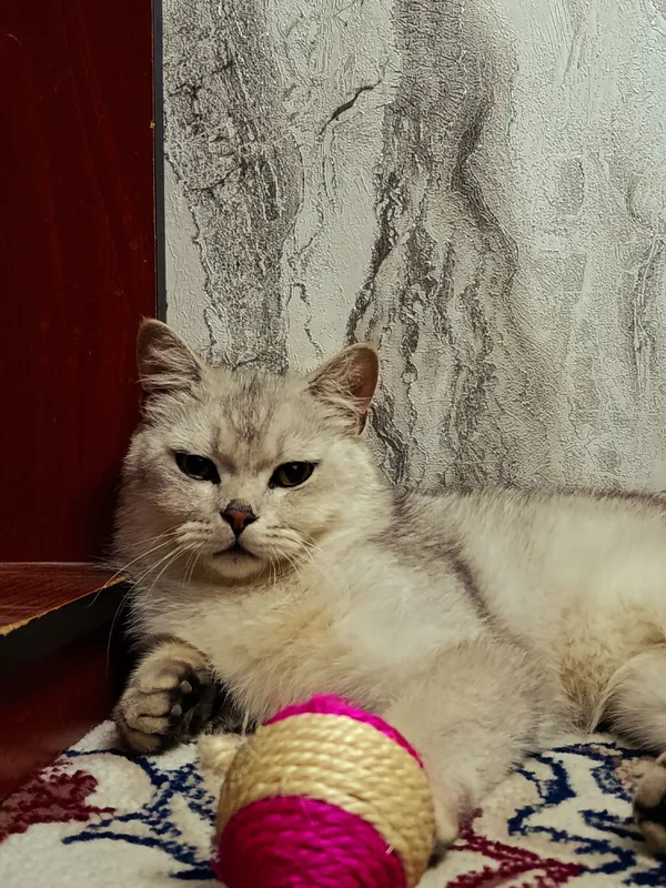 Британский шин шилла огл бола 1 Британский шин шилла огл бола 1