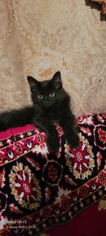 скоттиш хайланд фолд 5