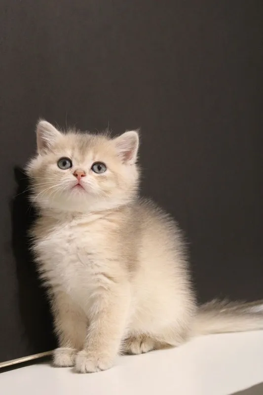 Золотая Шиншилла — фото 5