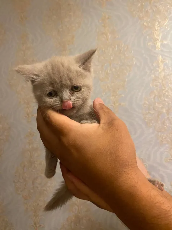Мама шотландская вислоуха.Папа Скотишш-страйт 3 Мама шотландская вислоуха.Папа Скотишш-страйт 3