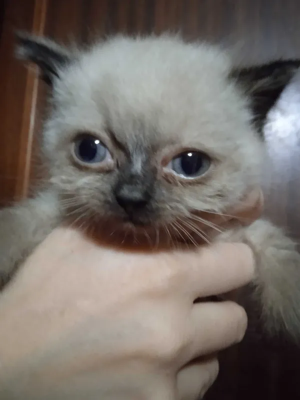 Скотиш страйт сиамского окраса, девочка, 2 месяца. 5