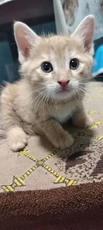 Домашний котёнок мальчик 5 Домашний котёнок мальчик 5