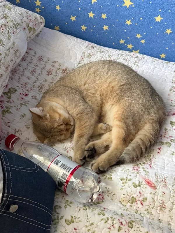 Кошка золотистая британская шиншилла — фото 1
