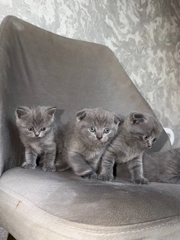 Котята чистокровные 2 Котята чистокровные 2