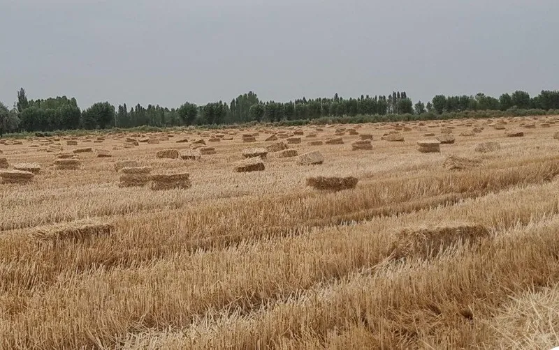 Somon pres sotiladi