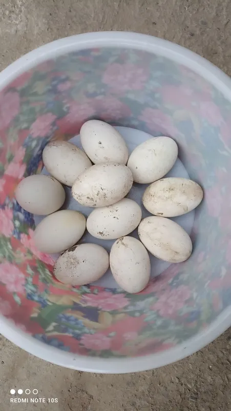Gʻoz tuhumlari bor