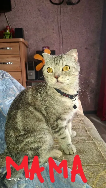 Котята шотландские веслоухие — фото 1