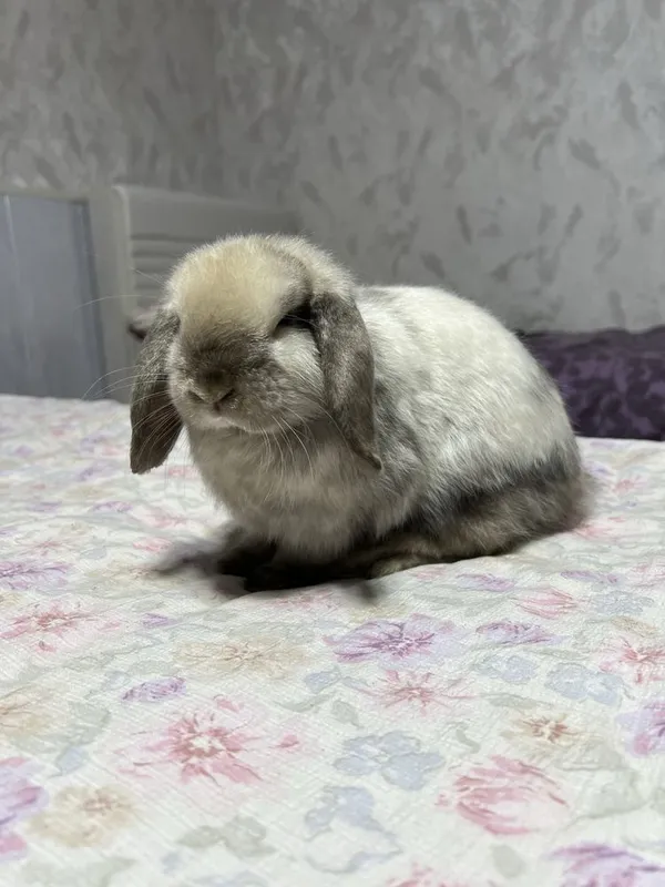 Декоротивные кролики Mini Lop — фото 2