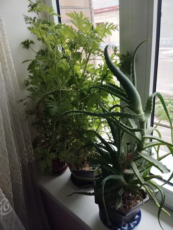 Pelargoniya xonaki gullar sotiladi — фото 4