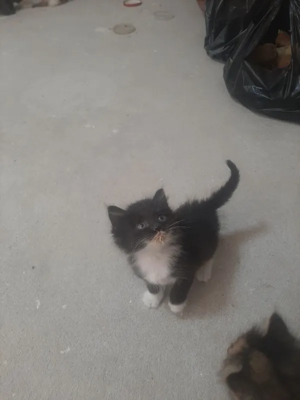 котята домашние... — фото 1