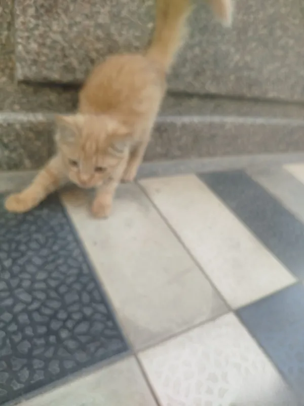 Продаются 3 котята, 2 Продаются 3 котята, 2