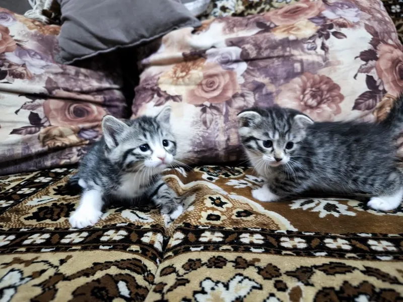 Котята вислоухие Скоттиш-фолд (вислоухие) и скоттиш-страйт (прямоухие — фото 4