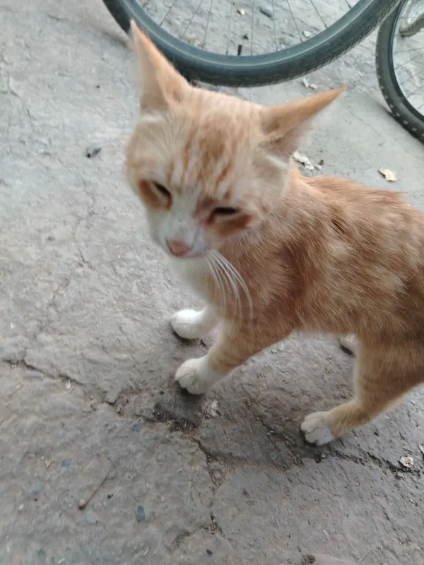 ginger zotli mishiq narhi kelishiladi