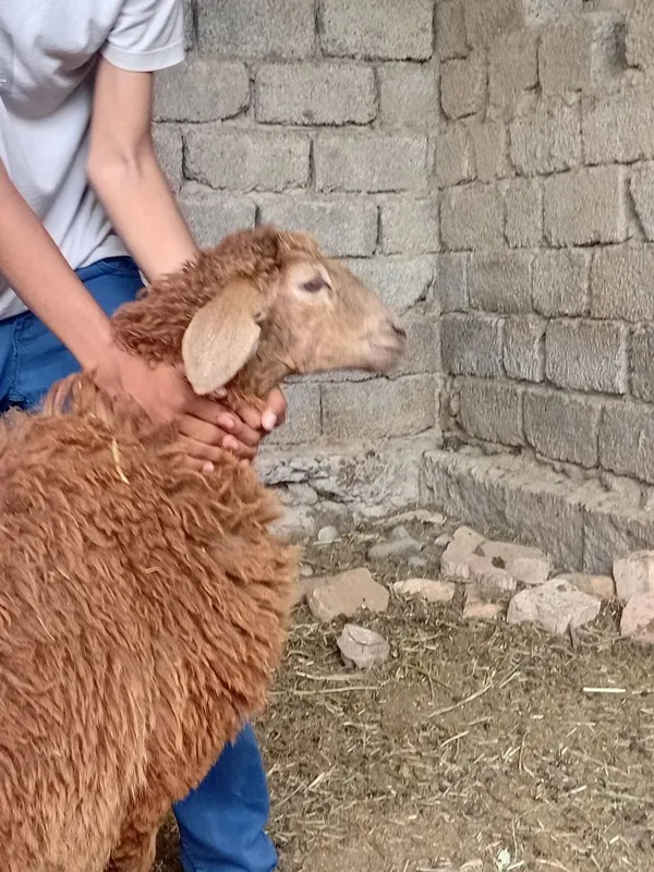 Соглик кузилар сотилади 2