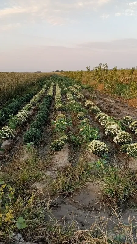 Цветы хризантемы 3 Цветы хризантемы 3