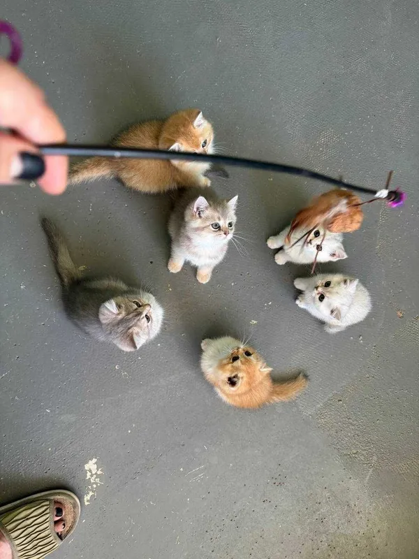 Продается котята — фото 4