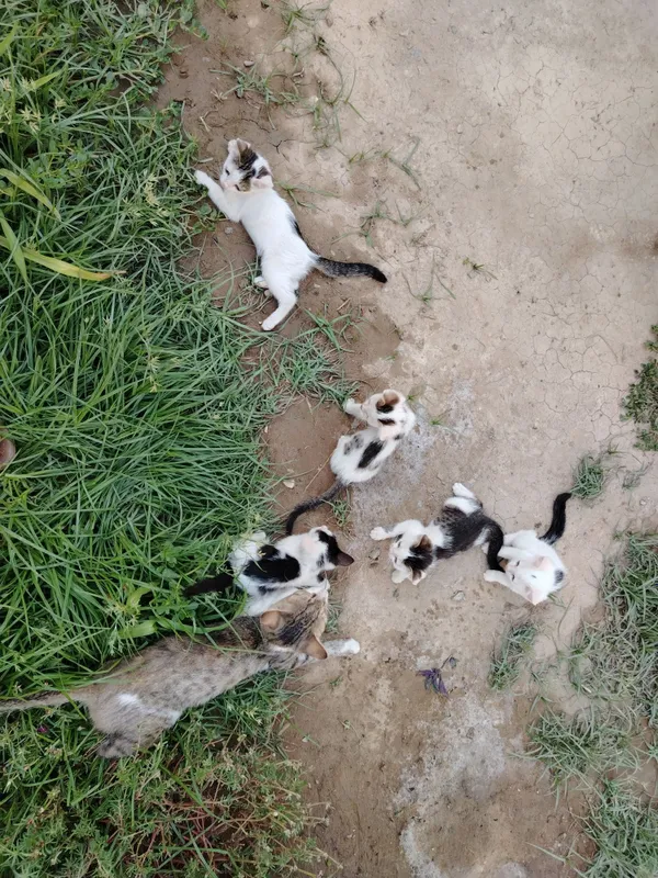 Uy mushuklar rangi oq qora 3 Uy mushuklar rangi oq qora 3