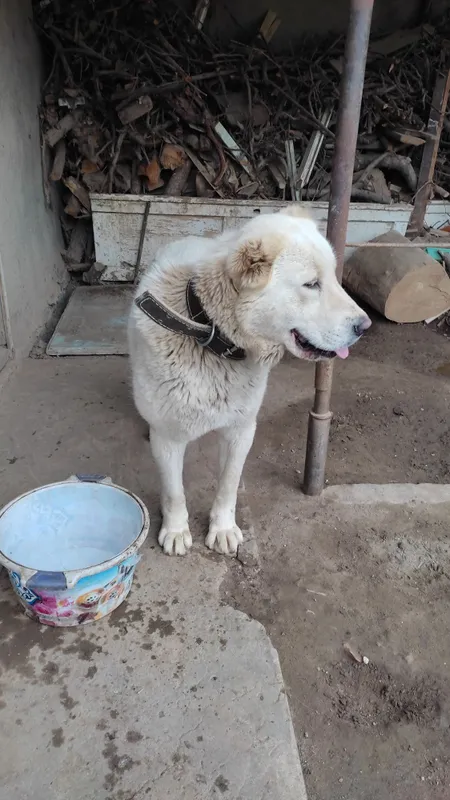 Alabayni sotmoqchi man 1yosh narxi