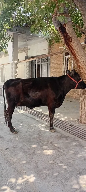 Angus sigir sotiladi 1-chi qorin 8L sutibor 1