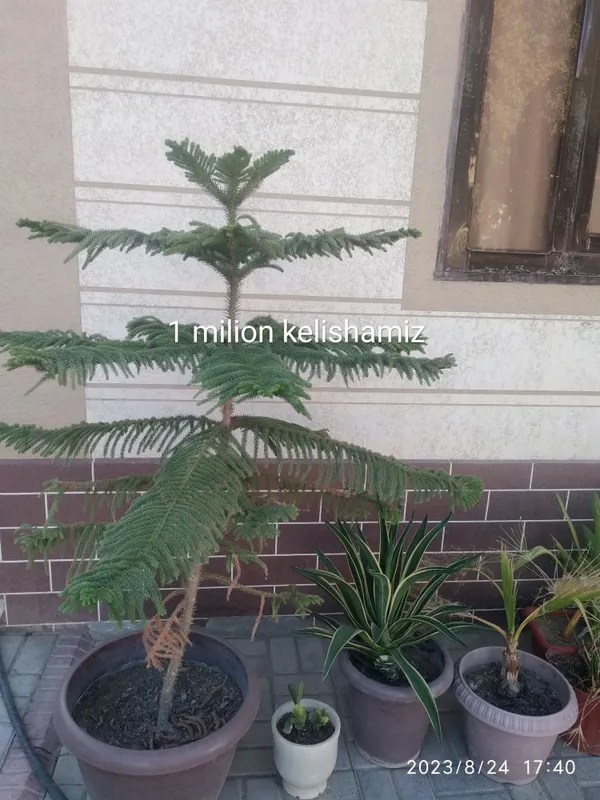 Damashni gullar uy ofeslar uchun juda zor — фото 1