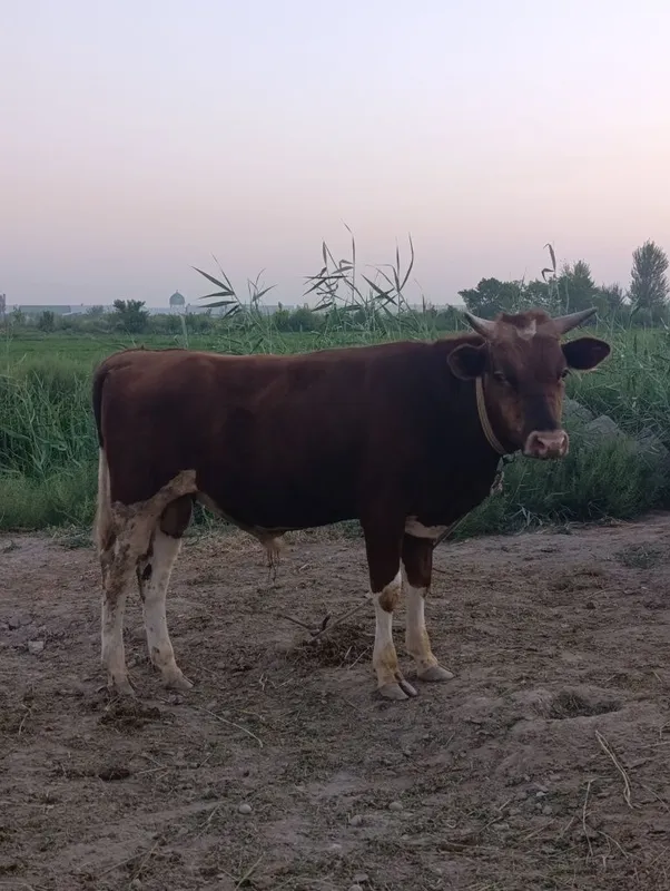 Buqqalar sotiladi 1